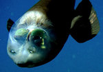 Barreleye