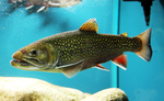 Brook trout aquarium