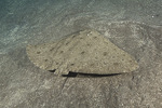 Butterfly ray