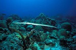 Cornetfish