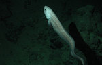 Cusk-eel 