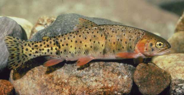Cutthroat trout in the rocks wallpaper