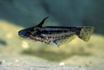 Driftwood catfish in aquarium