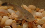 Flathead catfish in the rocks