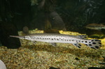 Gar in the rocks