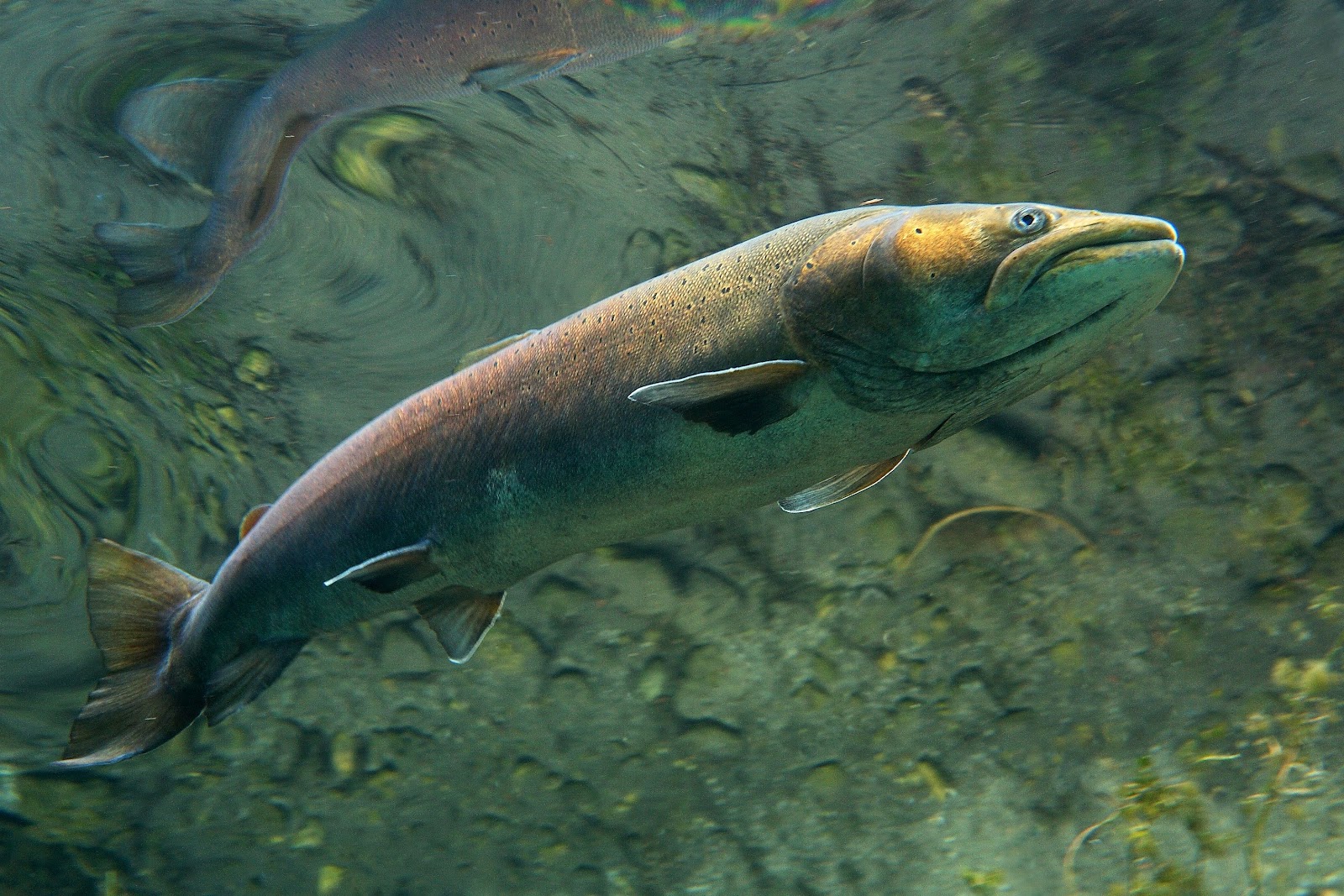 Дунайский лосось фото