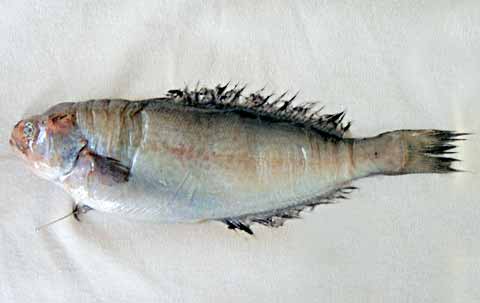Medusafish wallpaper