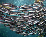 A flock of Sardines