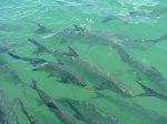 A flock of Tarpons