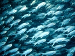 A flock of Threadfins