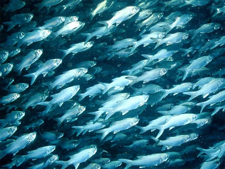 A flock of Threadfins wallpaper