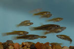 A flock of Topminnows