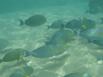 A flock of Yellowfin surgeonfish