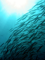 A flock of Yellowtail barracuda