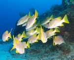 A flock of Yellowtail snapper 