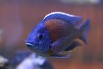 African cichlid