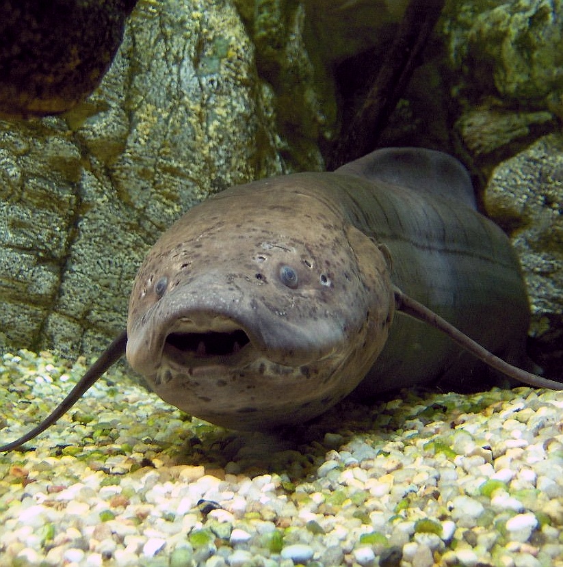 African lungfish wallpaper