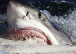 Aggressive White shark 