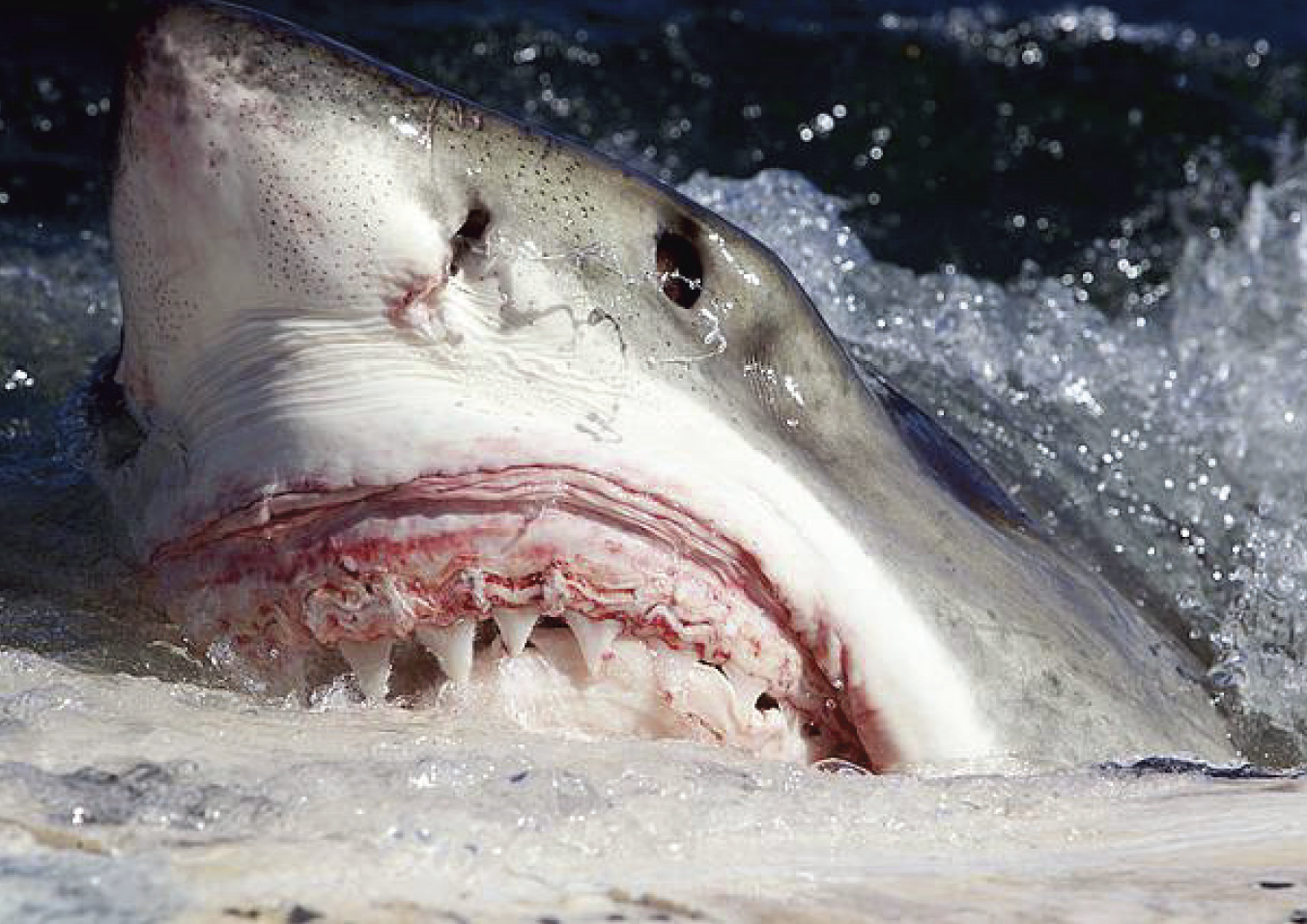 Агрессивная Белая акула фото