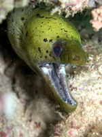 Aggressive Yellow moray