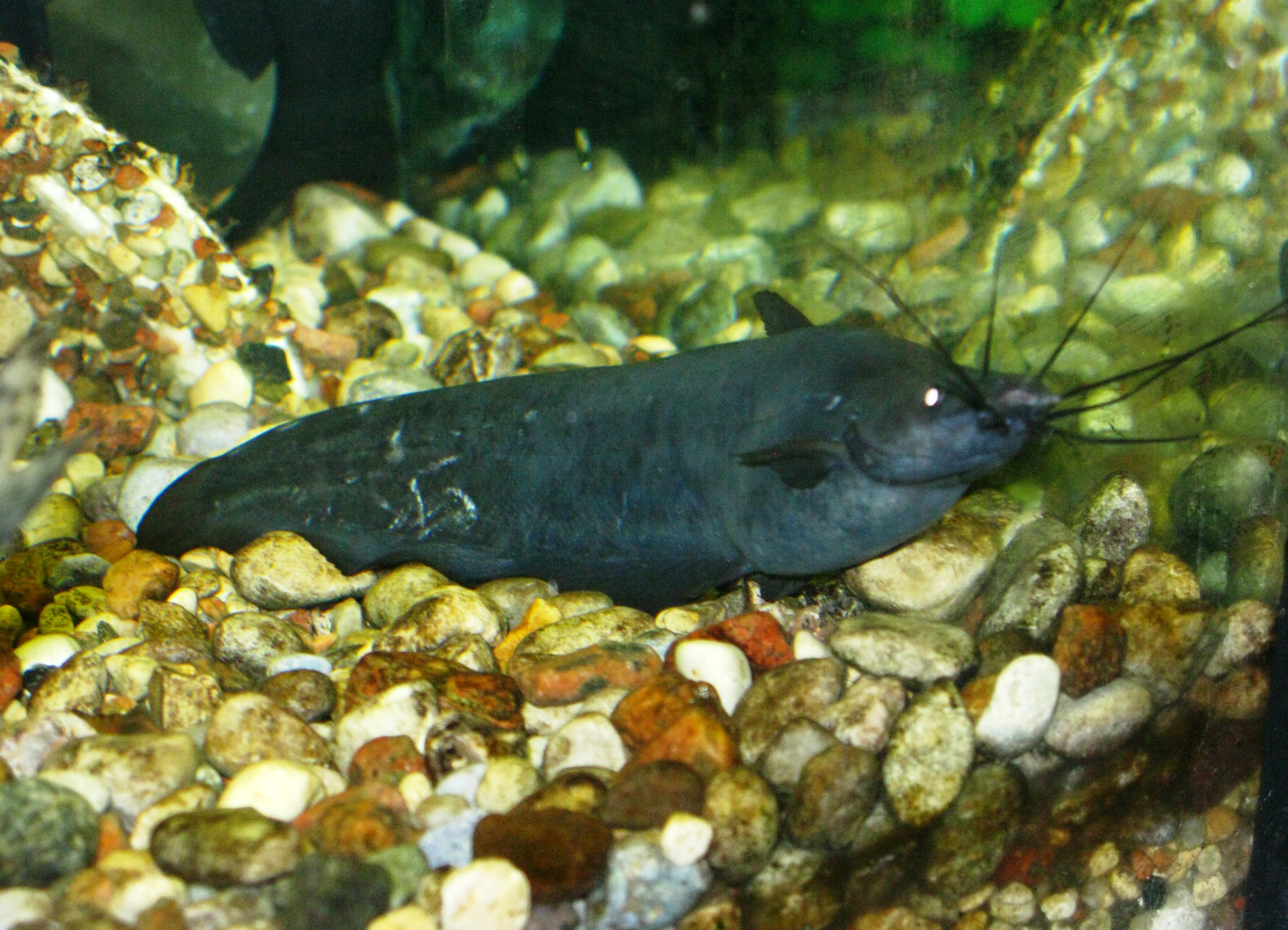 Airsac catfish wallpaper