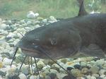 Airsac catfish