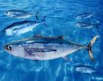 Albacore in ocean