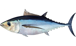 Albacore wallpaper