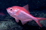 Alfonsino