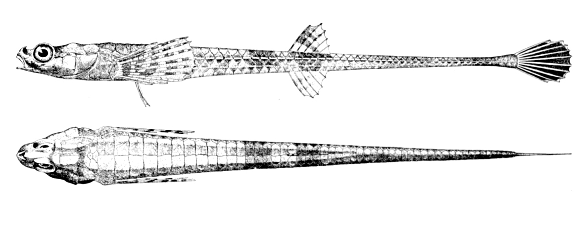 Alligatorfish wallpaper
