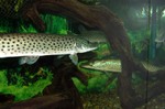 Amur pike water