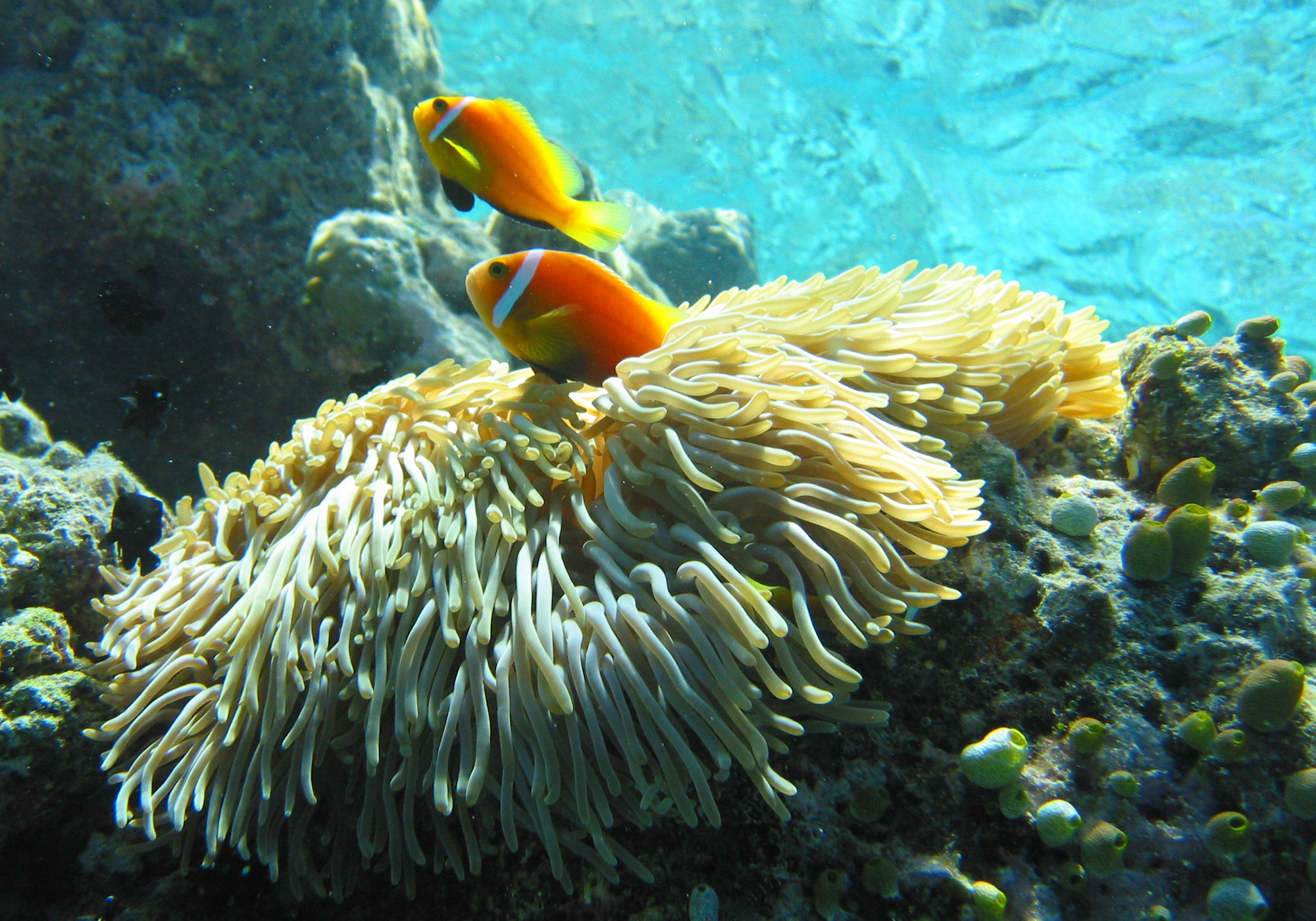 Рыба-клоун на Мальдивах фото
