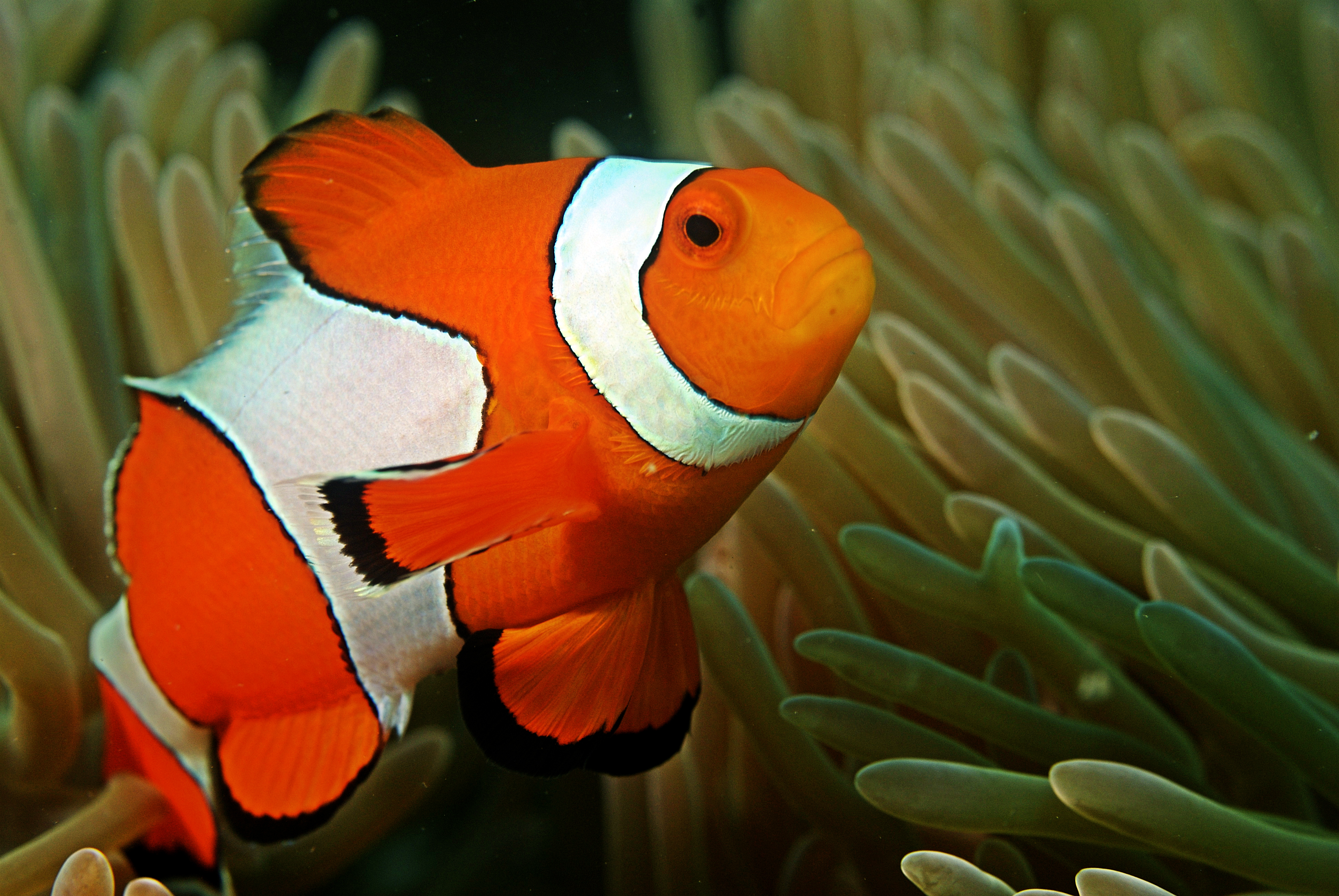 Anemonefish wallpaper