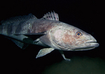 Antarctic icefish in ocean