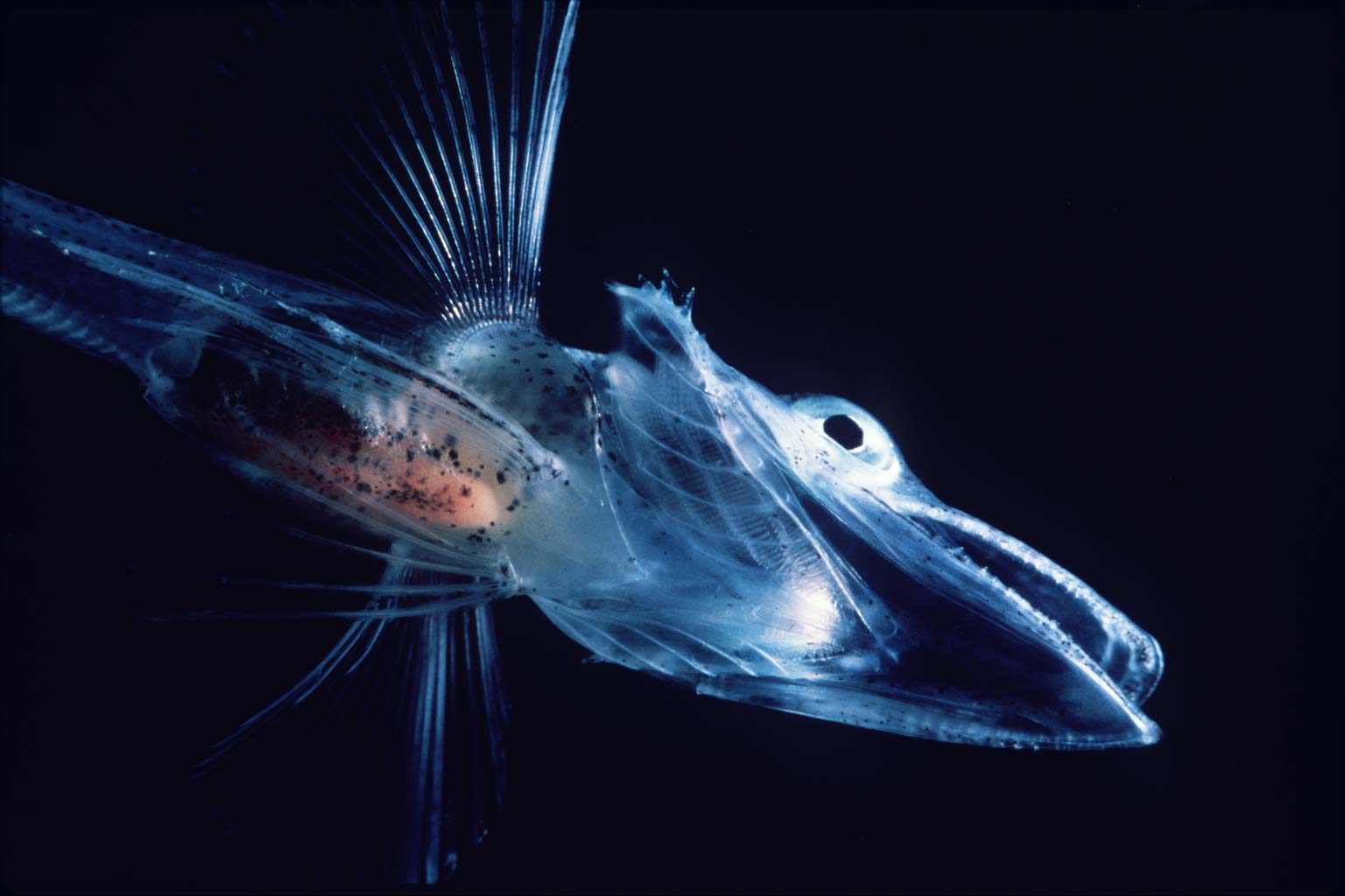 Antarctic icefish wallpaper