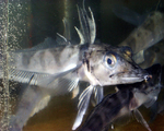 Antarctic icefish underwater 