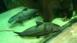 Aquarium Armorhead catfish