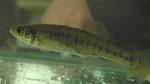 Aquarium banded killifish