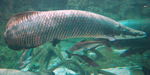  Arapaima aquarium