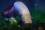  Arapaima bottom