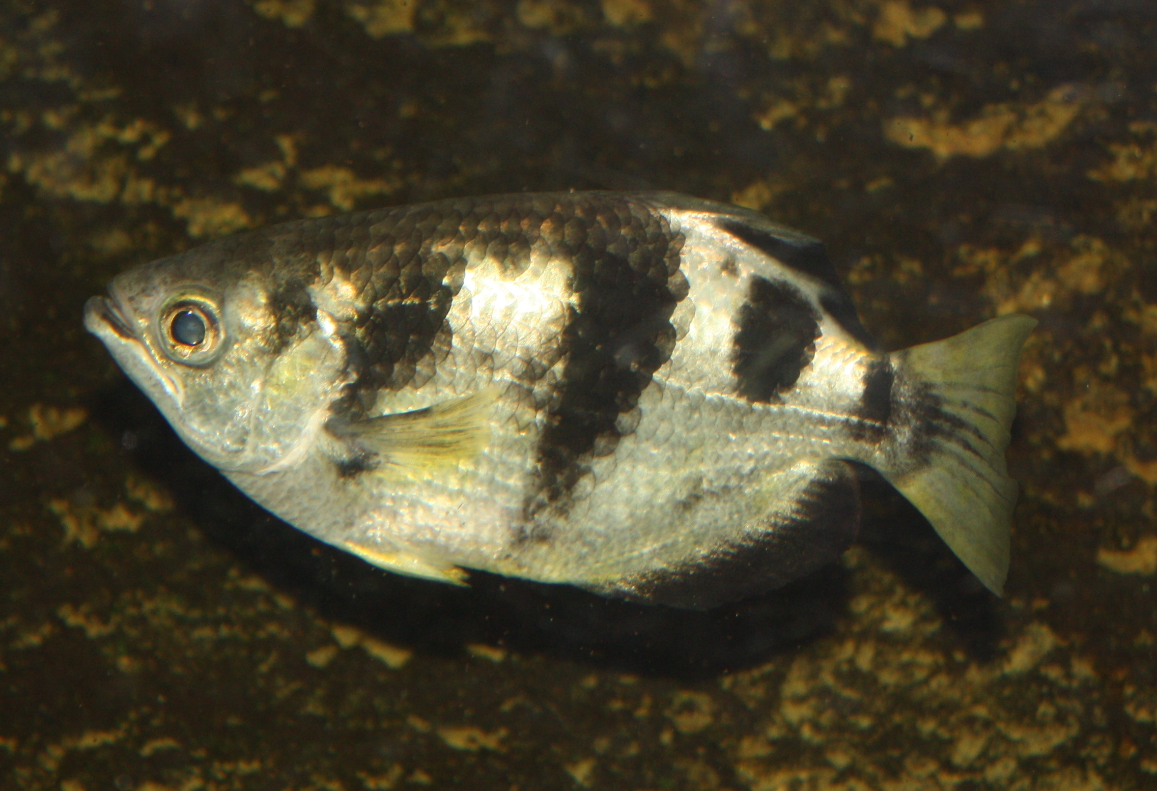 Archerfish wallpaper