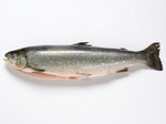  Arctic Char