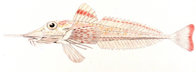 Armored gurnard wallpaper