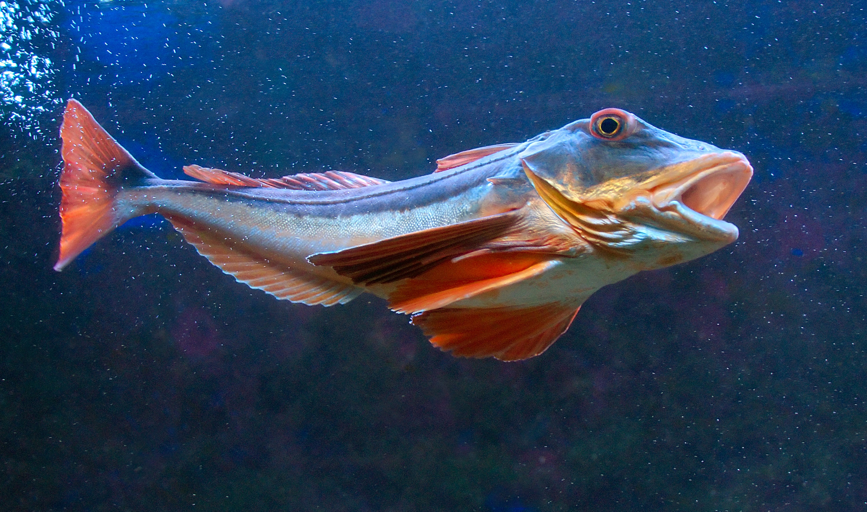 Бронированый морской петух фото