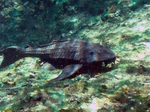 Armorhead catfish