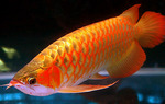 Arowana