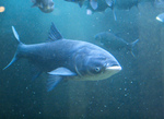 Asian carps ocean