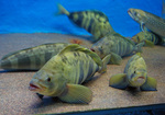 Atka mackerel aquarium