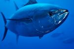 Atlantic Bluefin Tuna