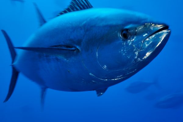 Атлантический голубой лосось фото